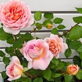 Abraham Darby Rose